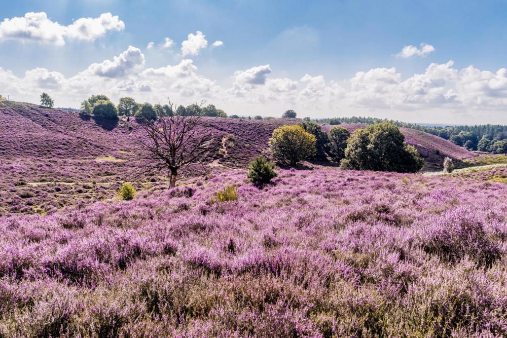 Sfeervolle Chalet Op De Veluwe In Hoenderloo Hotel Luaran gambar